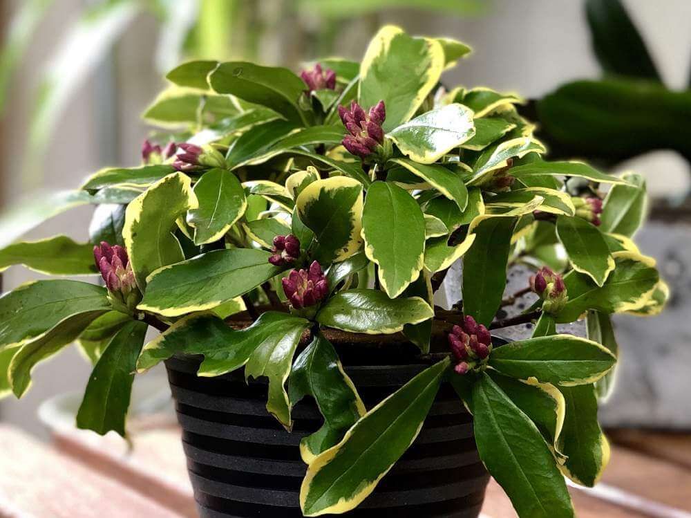 沈丁花(ジンチョウゲ)　鉢植え　株　蕾