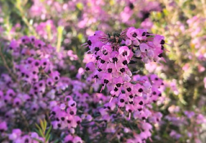 エリカの花言葉 種類別の意味や花の特徴 見頃の季節は Greensnap グリーンスナップ