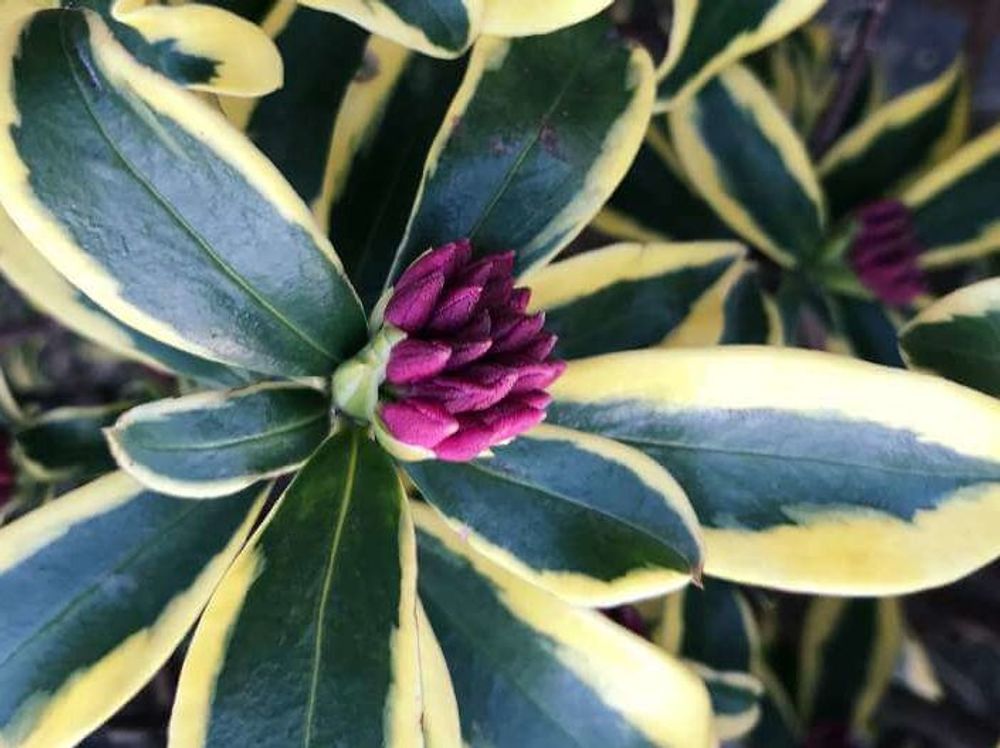 ジンチョウゲ、photo by kei