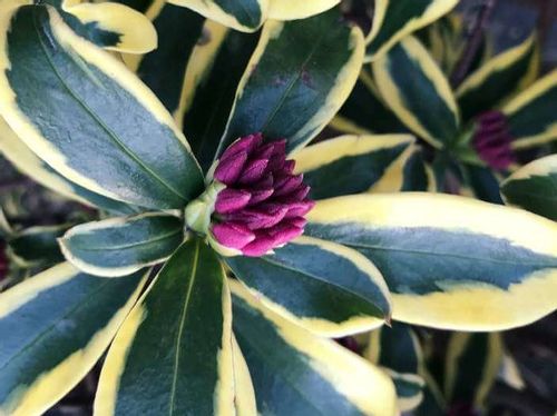 沈丁花 ジンチョウゲ の花言葉 色別の意味や由来は 種類や香りの楽しみ方は Greensnap グリーンスナップ