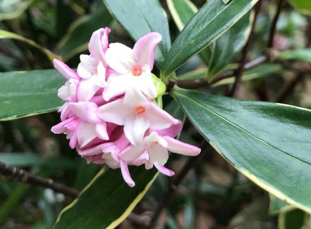 ジンチョウゲ、photo by　木瓜