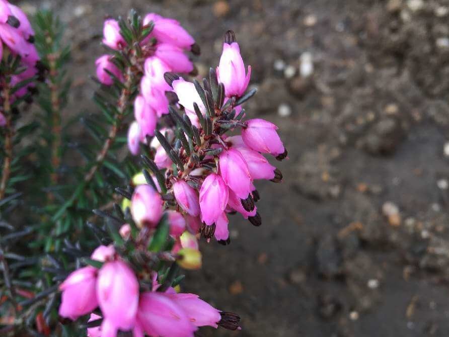 エリカ　ピンク色の花