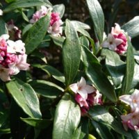 沈丁花(ジンチョウゲ)の育て方｜植え付けや植え替え時期は？剪定は必要？の画像