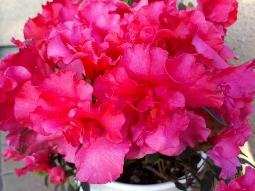 アザレア　赤い花　鉢植え
