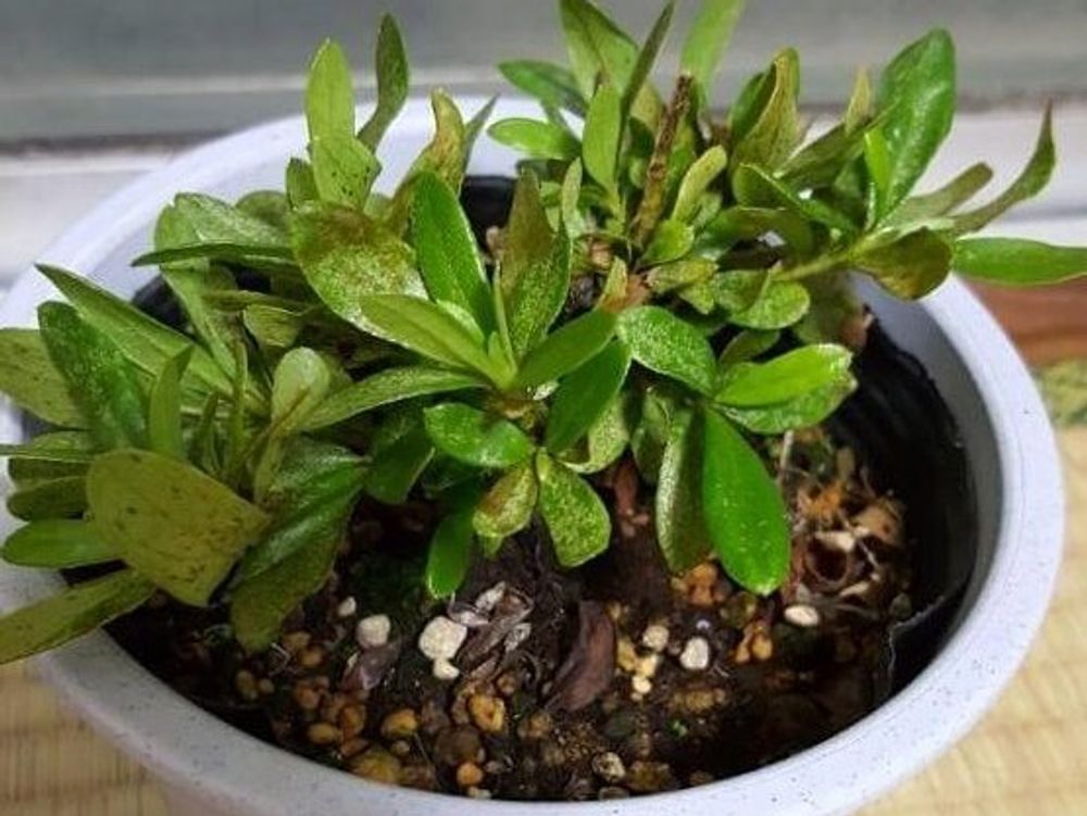 アザレア　鉢植え　株