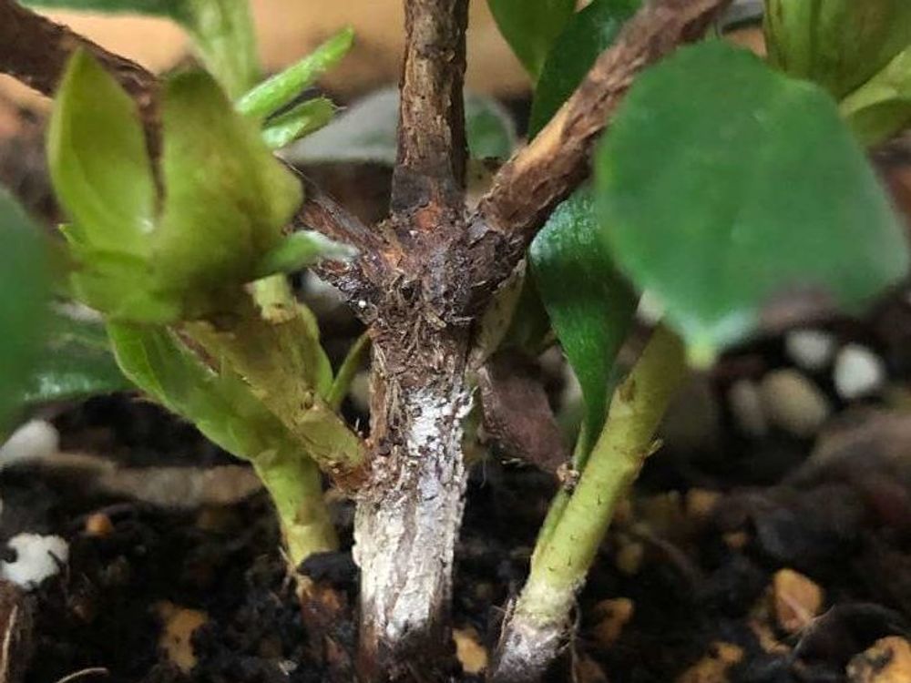 アザレア　鉢植え　根本