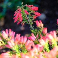 エリカの花の育て方｜枯れる原因は？花が終わったらどうする？の画像