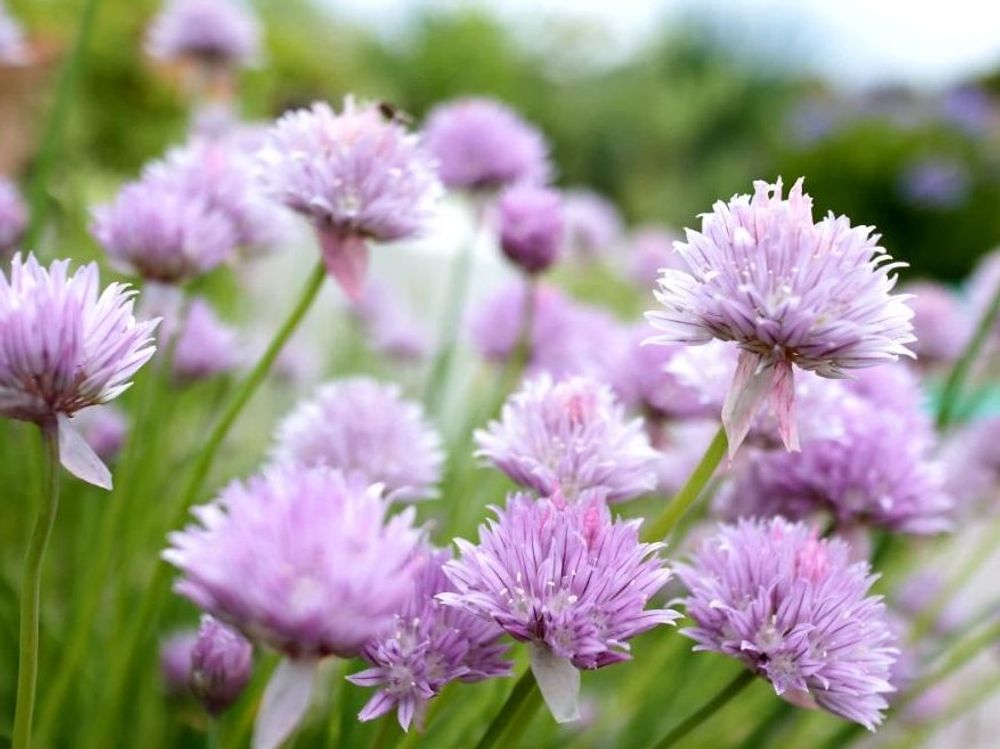 チャイブ　紫色の花