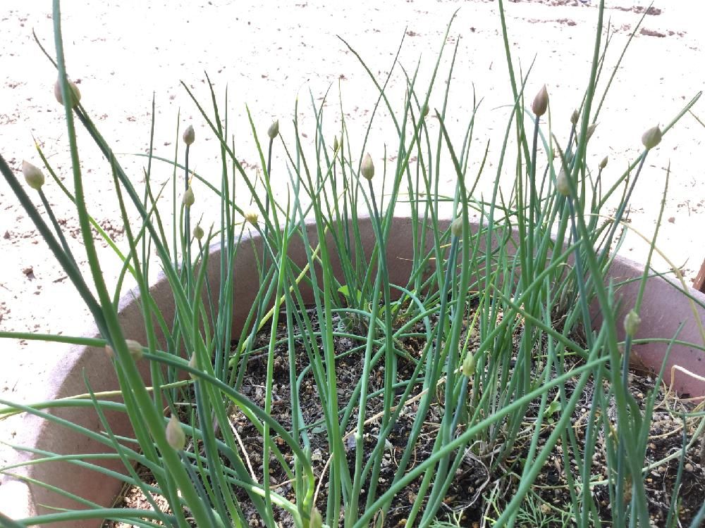 チャイブ　鉢植え　株