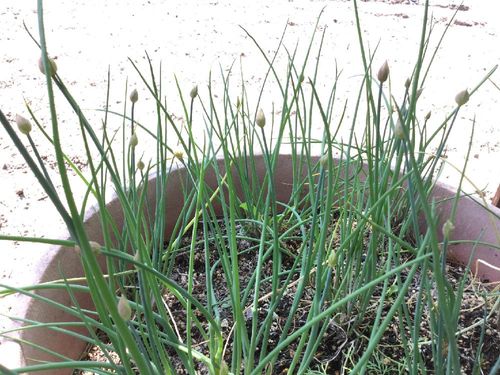 チャイブの育て方 種まき時期や 花や葉の収穫方法は Greensnap グリーンスナップ
