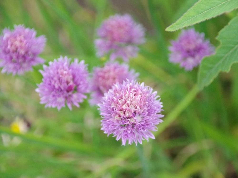 チャイブ　紫色の花