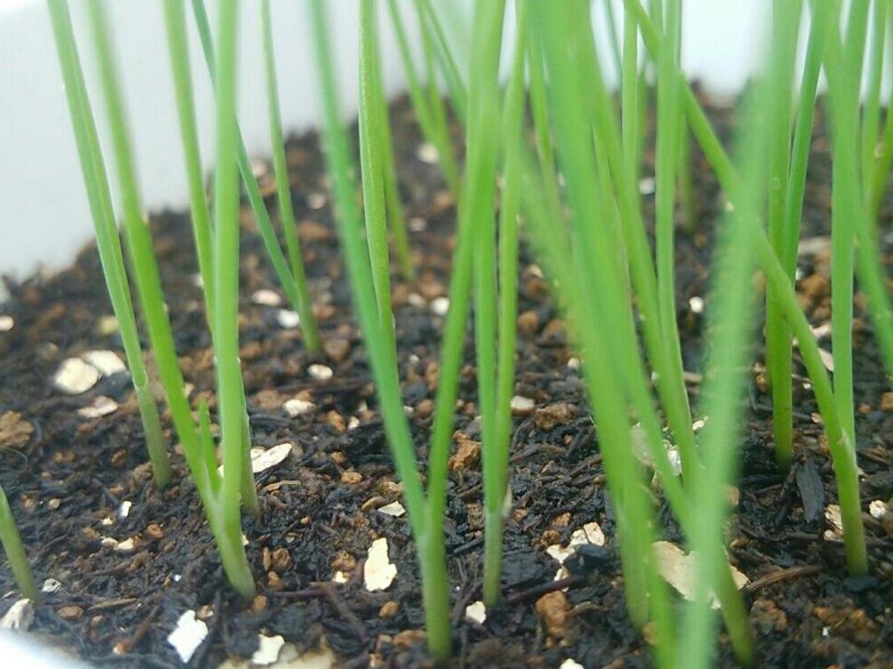 チャイブ　鉢植え　用土