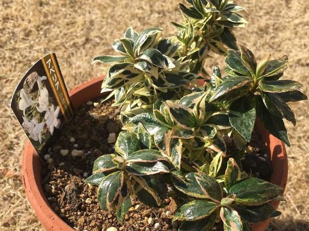 アベリア　鉢植え
