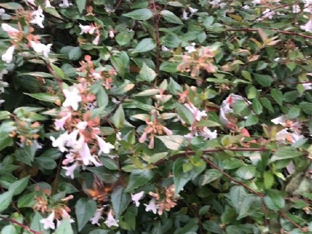 アベリア　ピンク色の花