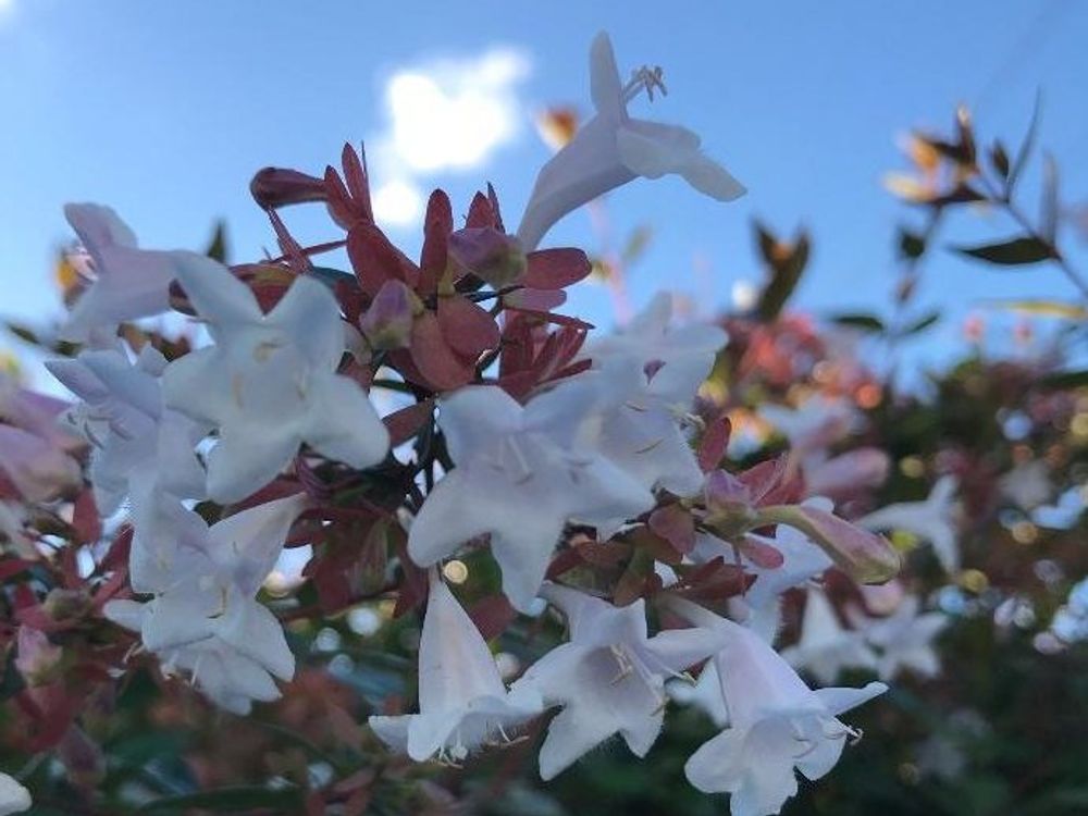 アベリア　白い花　青空