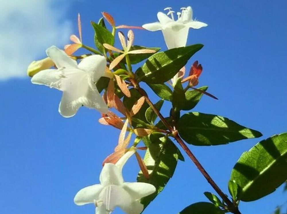 アベリア　黄色い花　青空