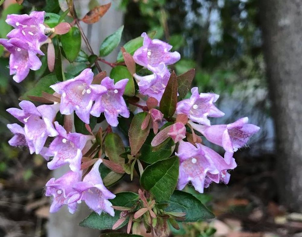 アベリア　紫色の花