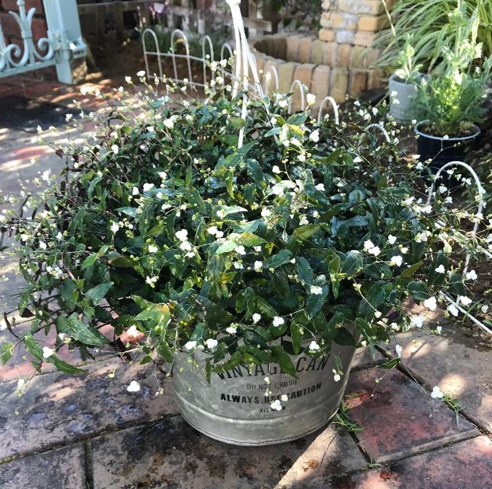 ブライダルベール、photo a.sekiguchiby 