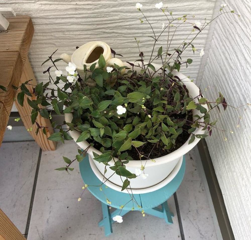 ブライダルベール、photo by ハートカズラ