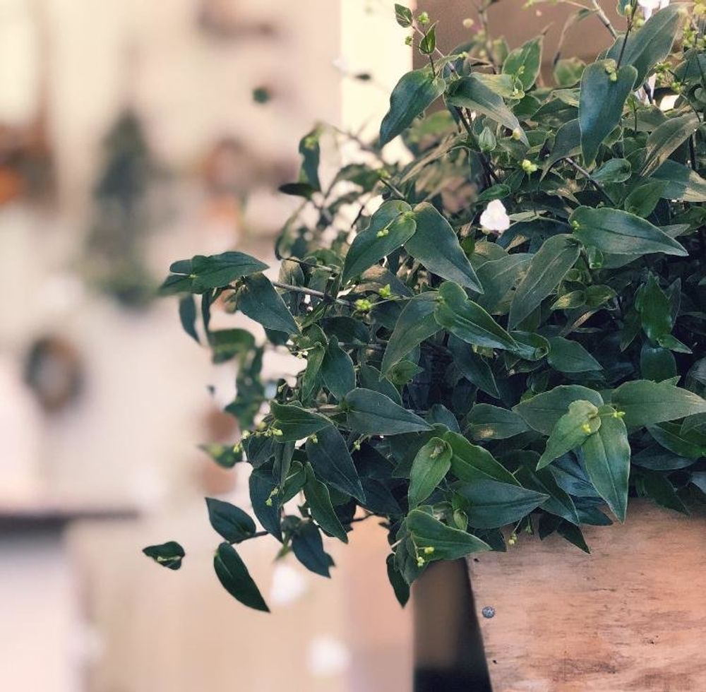 ブライダルベール、photo by コロすけ