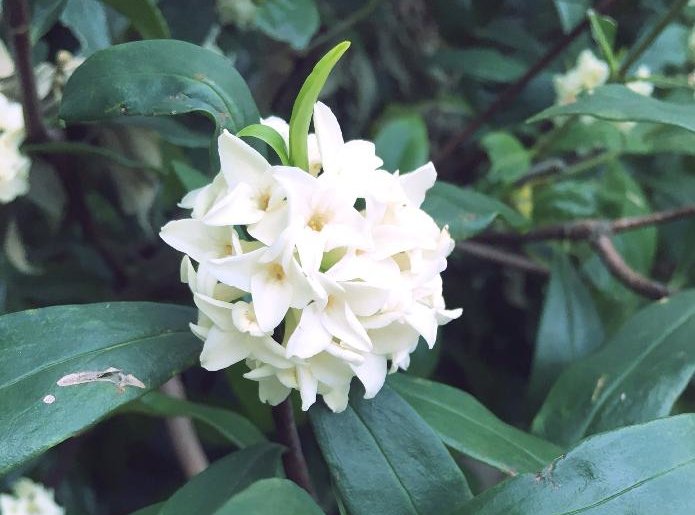 沈丁花 ジンチョウゲ の花言葉 色別の意味や由来は 種類や香りの楽しみ方は Greensnap グリーンスナップ