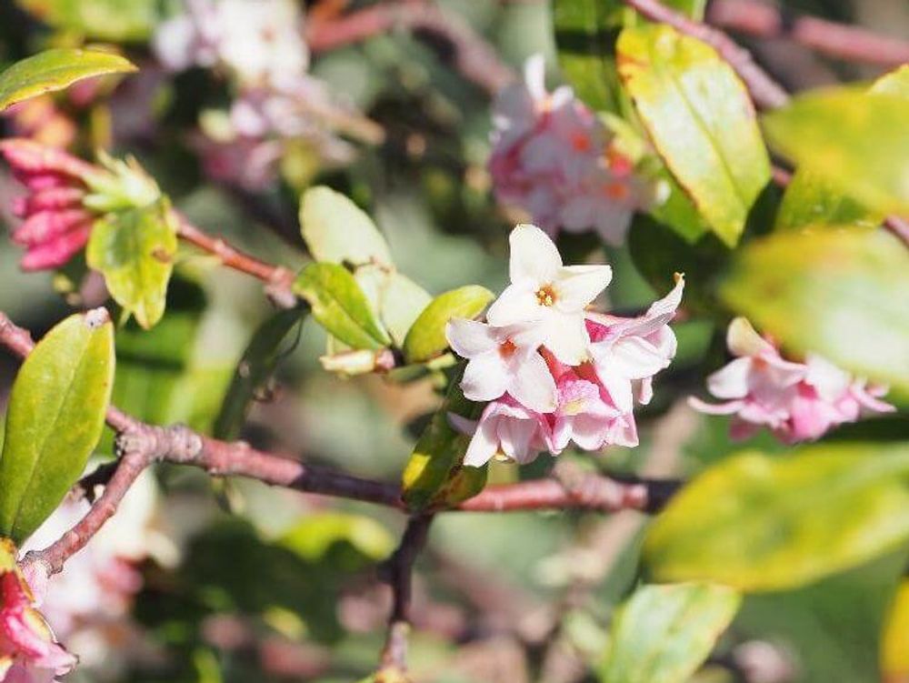 沈丁花(ジンチョウゲ)　白い花