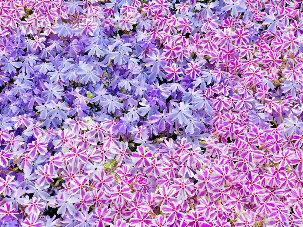 シバザクラ、photo by mimisaki_aka