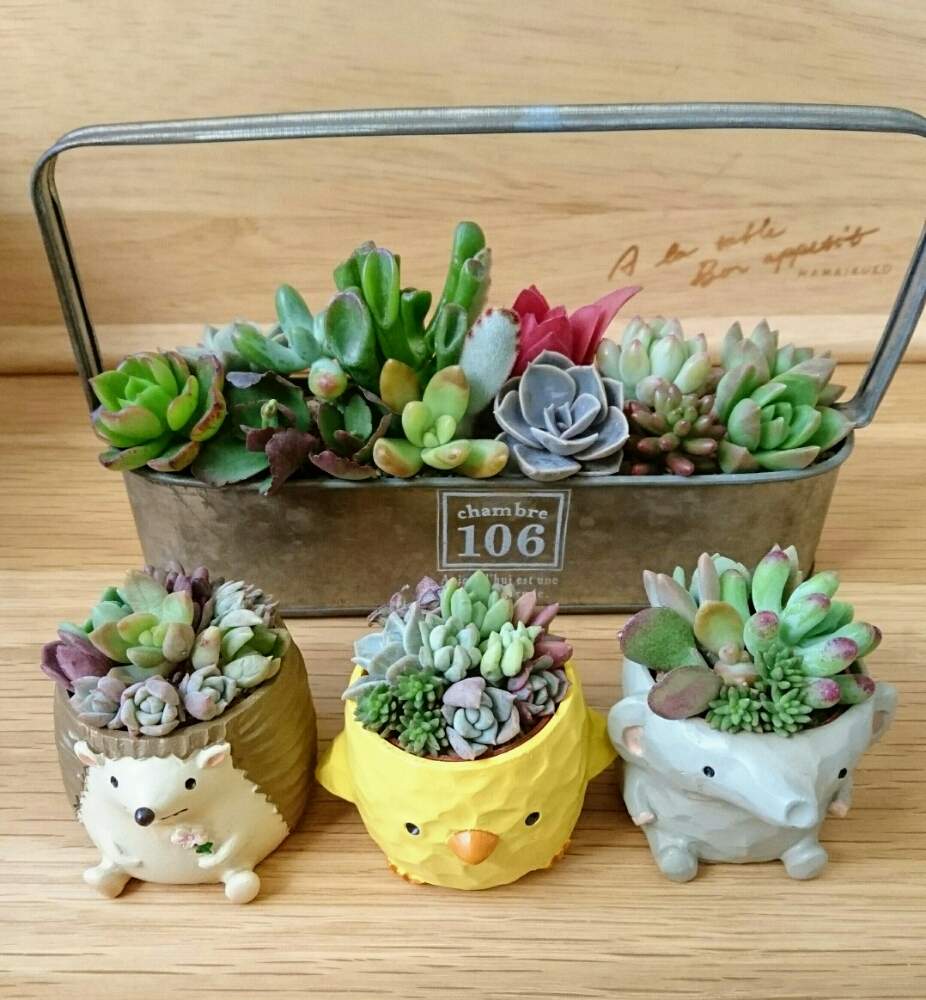 今週の人気『みどりのまとめ』5選！ヒヤシンス水栽培 / 多肉‼寄せ植え