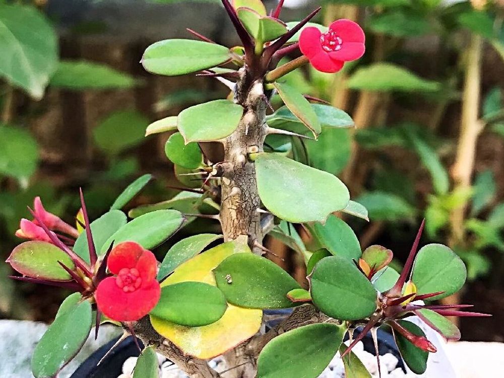 ハナキリン　スプレンデンス　鉢植え　赤い花