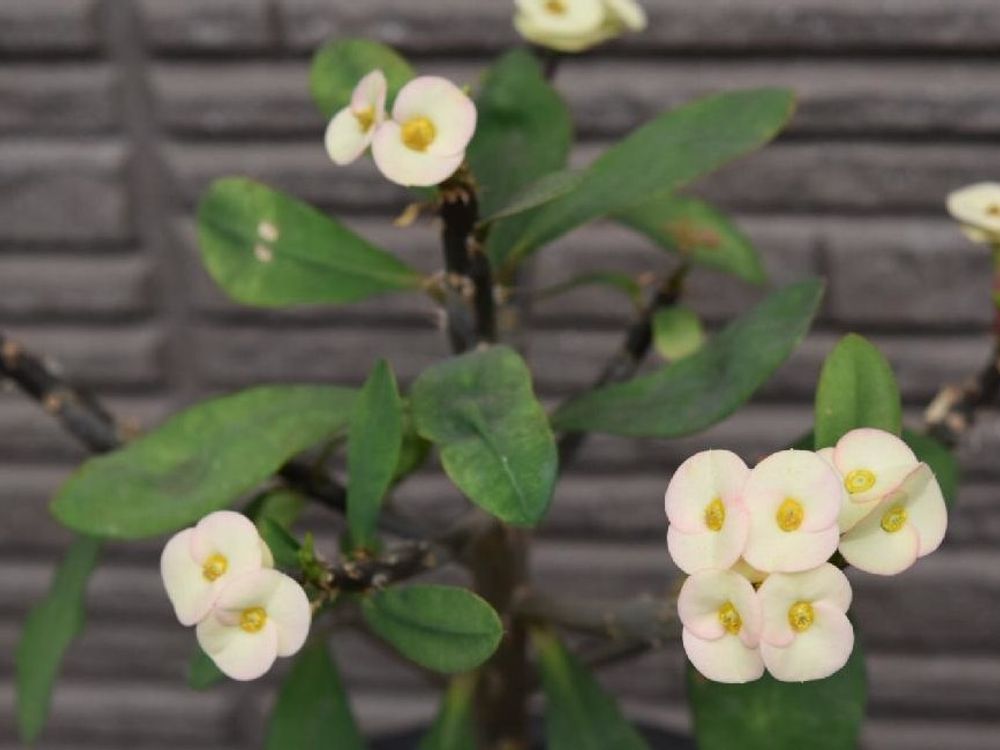 シャインキッス　白い花