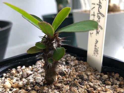 ハナキリン 花麒麟 の育て方 植え付け時期や剪定方法は Greensnap グリーンスナップ ハナキリン 花麒麟 の育て方 植え付け時期や剪定方法は Greensnap グリーンスナップ