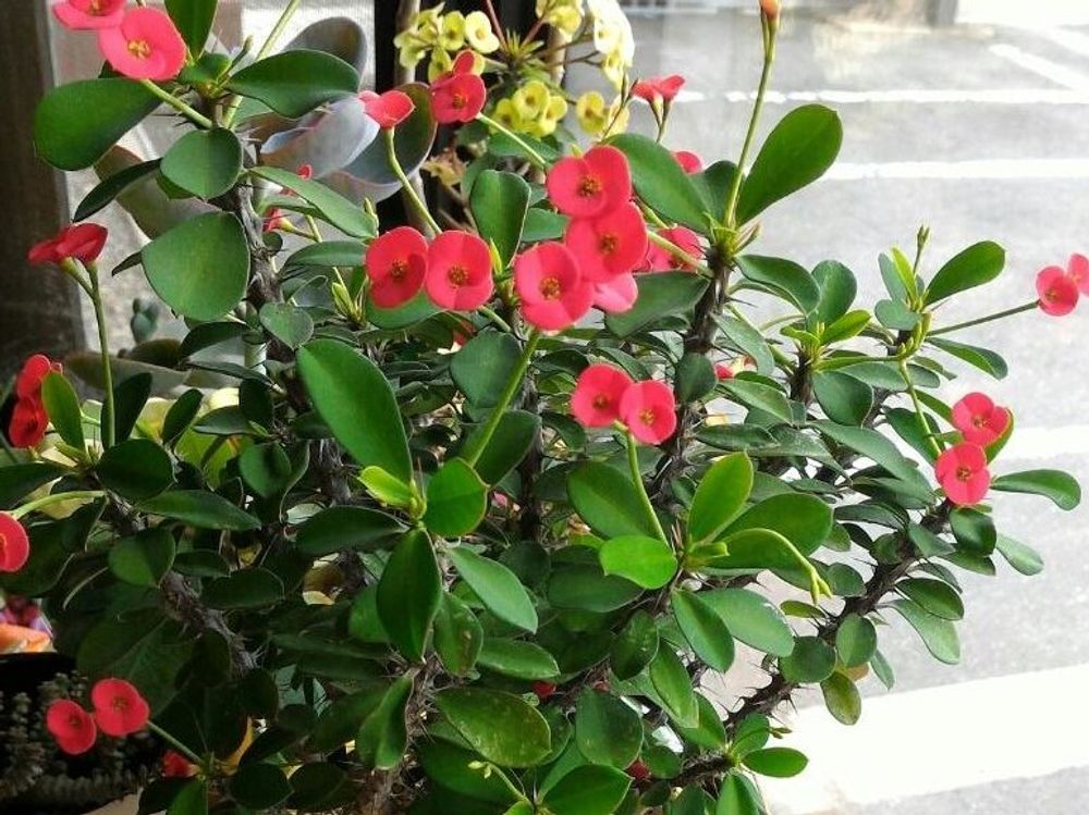 ハナキリン(花麒麟)　赤い花