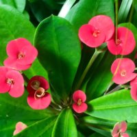 ハナキリン(花麒麟)の育て方｜植え付け時期や剪定方法は？の画像