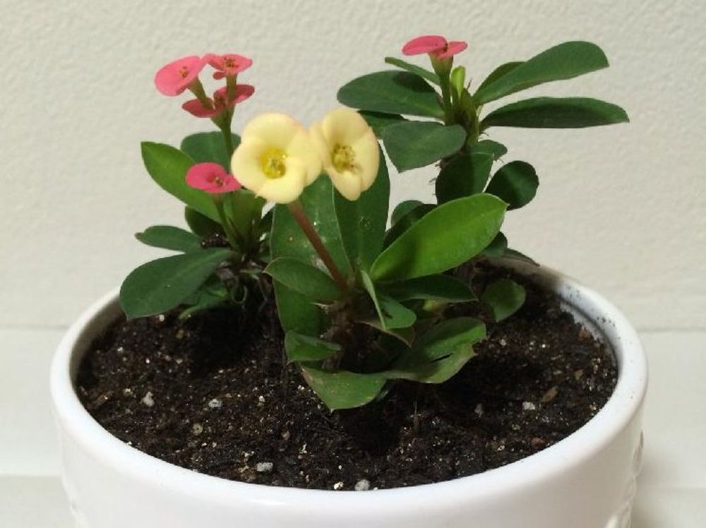 ハナキリン(花麒麟)　鉢植え　赤い花　白い花