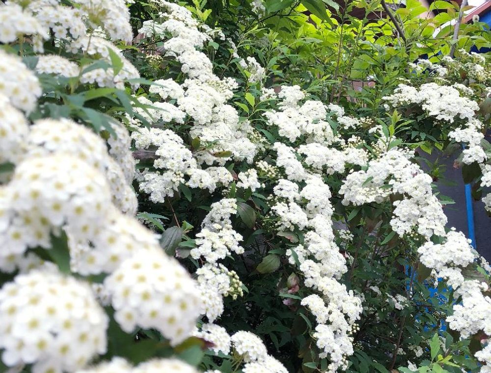 コデマリ(小手毬)　白い花