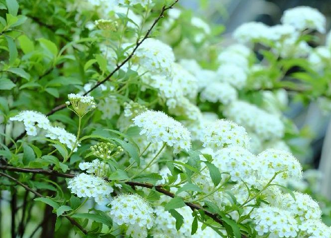 コデマリ(小手毬)　白い花