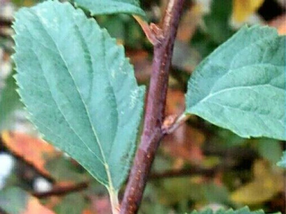 コデマリ(小手毬)　枝葉