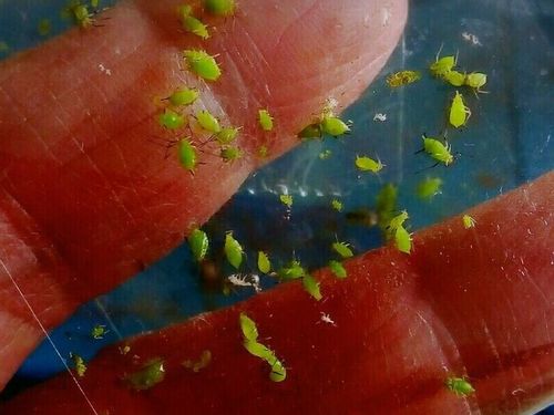 コデマリ 小手毬 の育て方 剪定や挿し木の方法は 鉢植えと地植えどっちが向いてる Greensnap グリーンスナップ