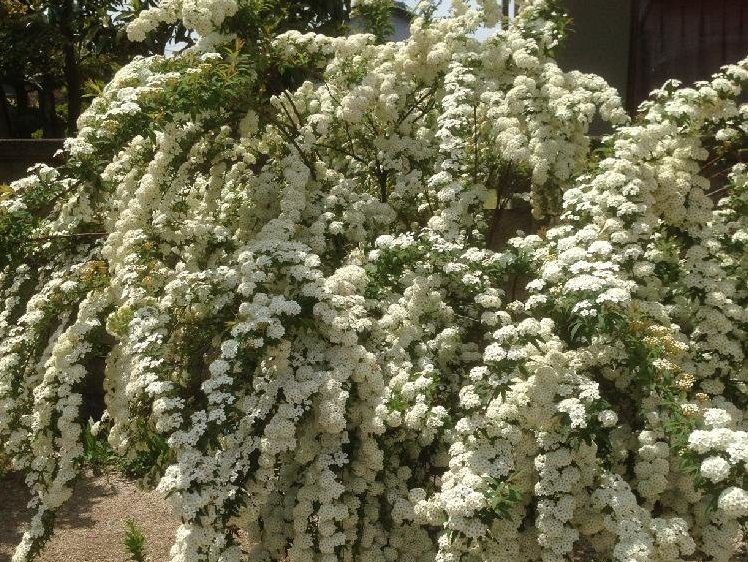 コデマリ(小手毬)　白い花