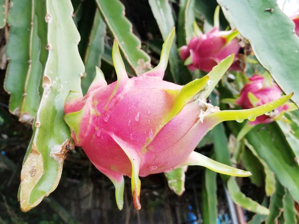 ドラゴンフルーツの花言葉 実の味や栄養 花の特徴や種類は Greensnap グリーンスナップ