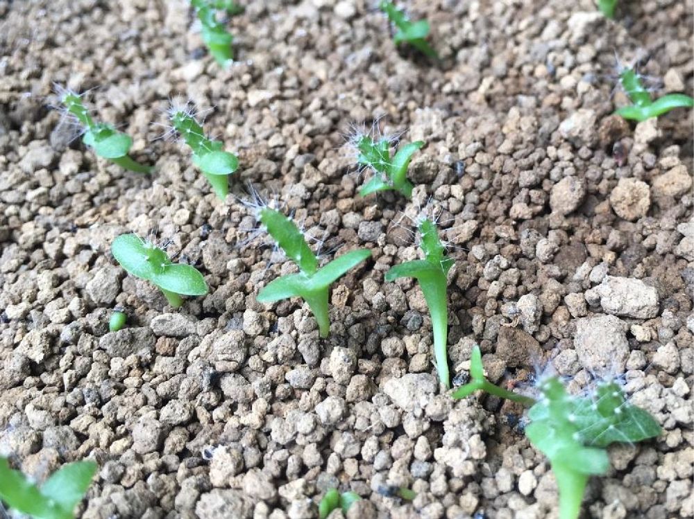 ドラゴンフルーツ　用土　芽