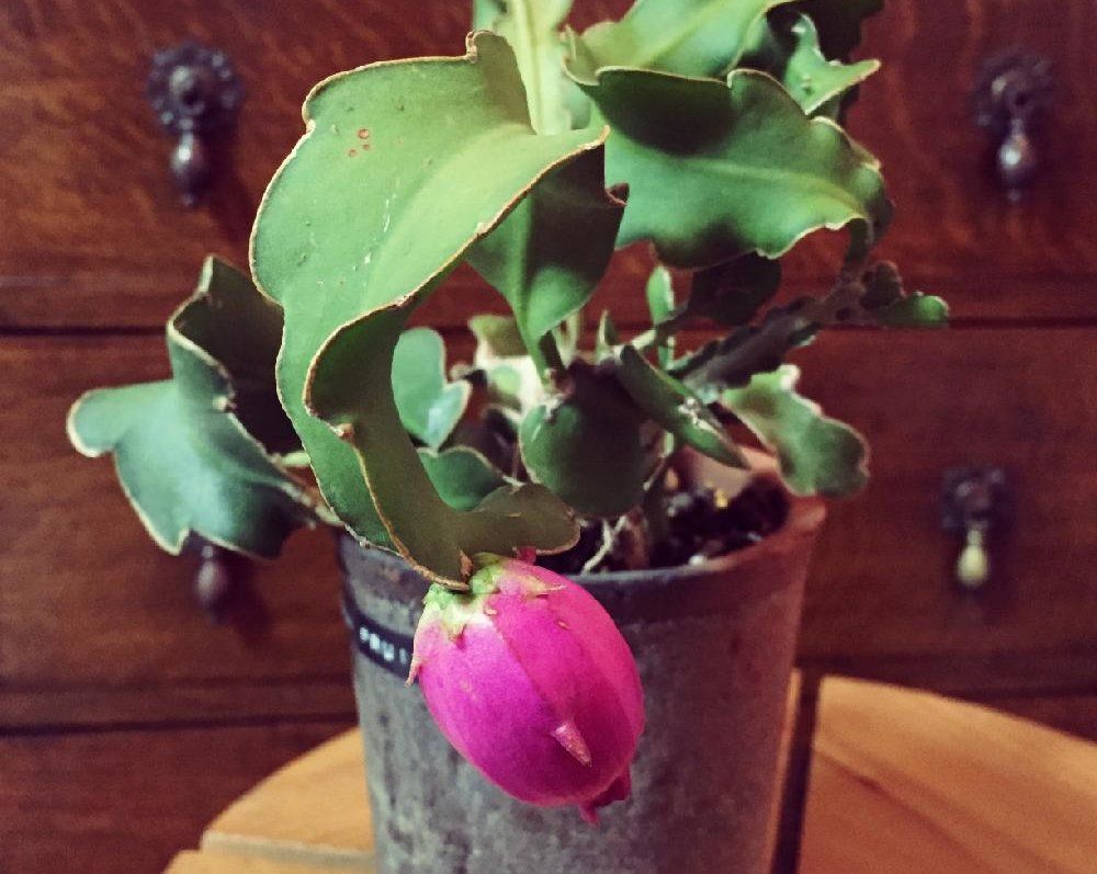 ミニドラゴンフルーツ　鉢植え　赤い実