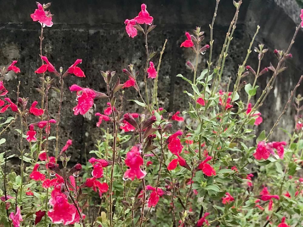 チェリーセージ　赤い花