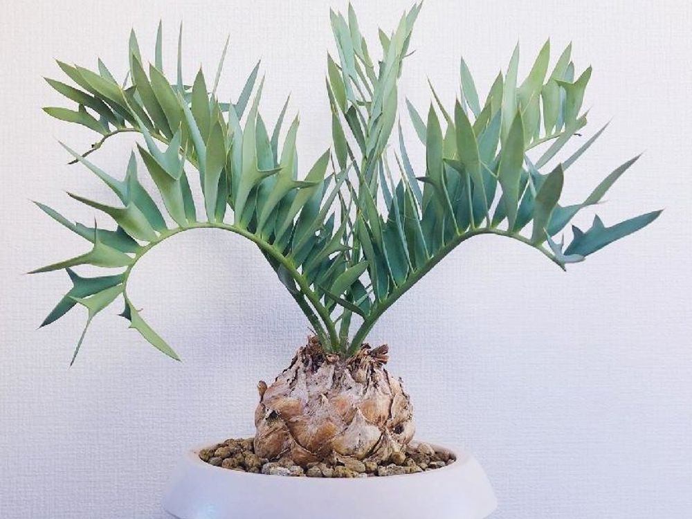 ソテツ(蘇鉄)　鉢植え　株