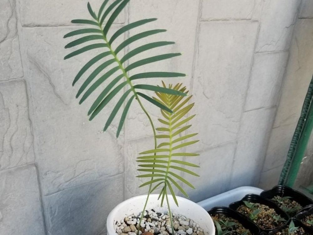 ソテツ ディオーン エデュレ