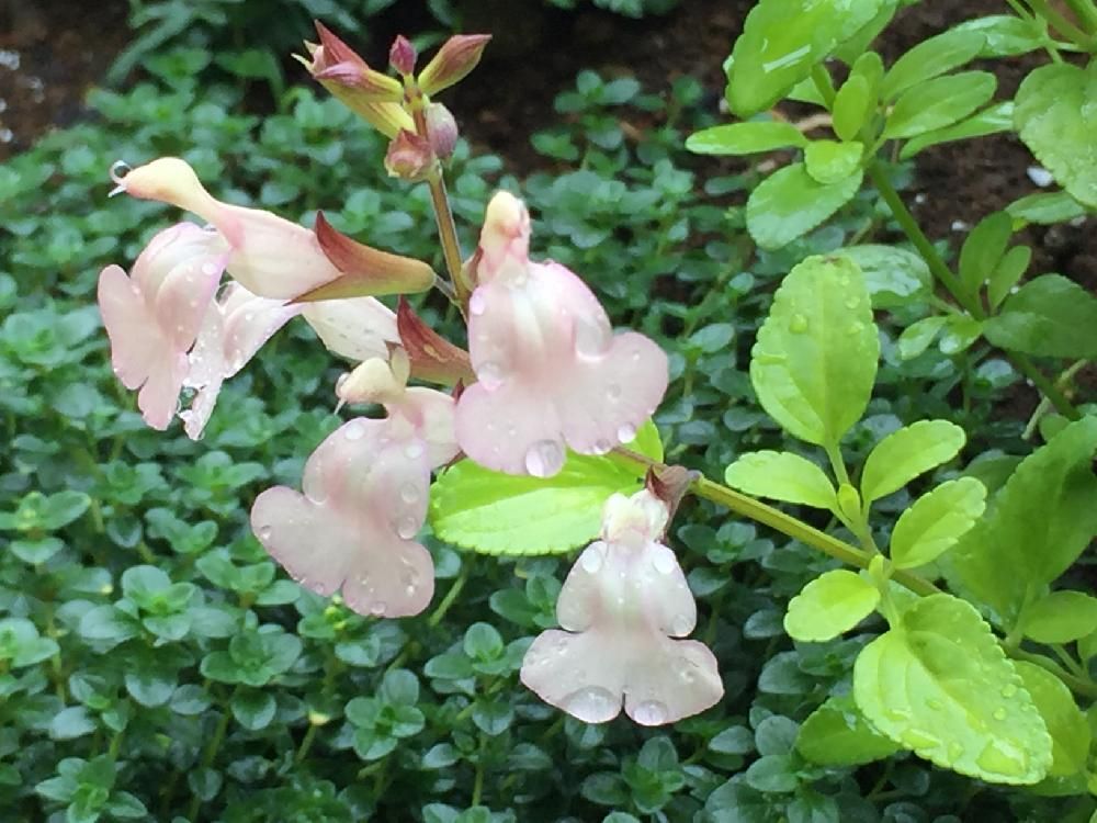 チェリーセージ　薄桃色の花　水滴