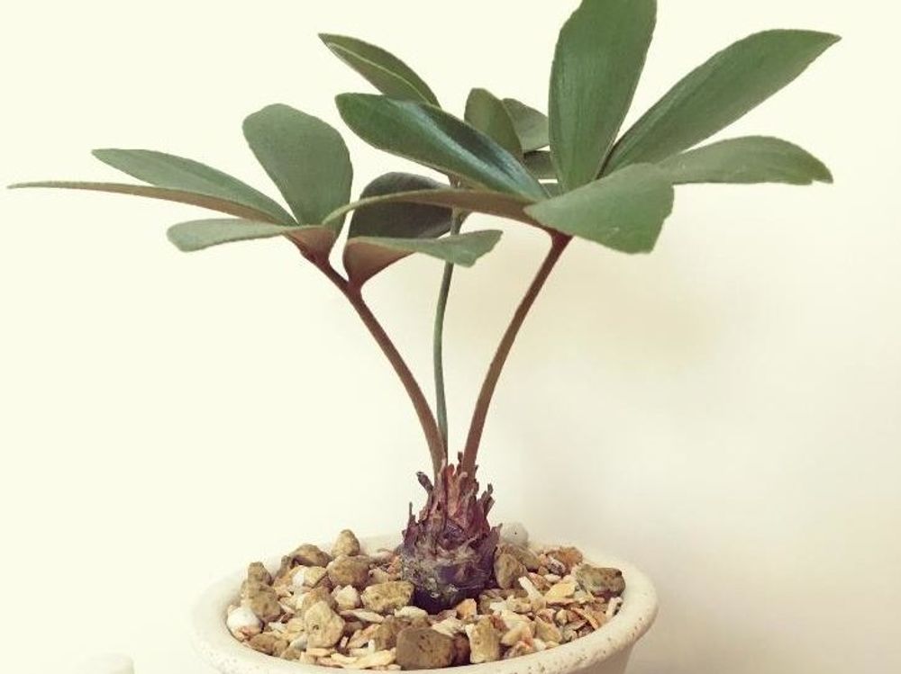 ザミア プミラ　鉢植え