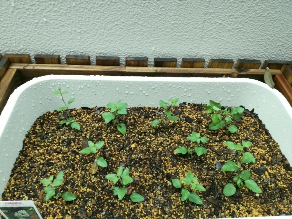 チェリーセージ　プランター　若葉　水滴