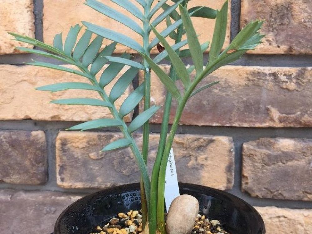 ソテツ(蘇鉄)　鉢植え　株