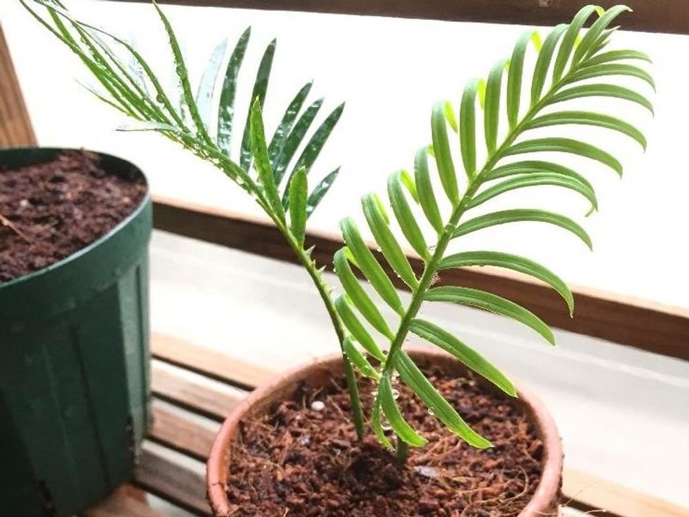 ソテツ(蘇鉄)　鉢植え　葉